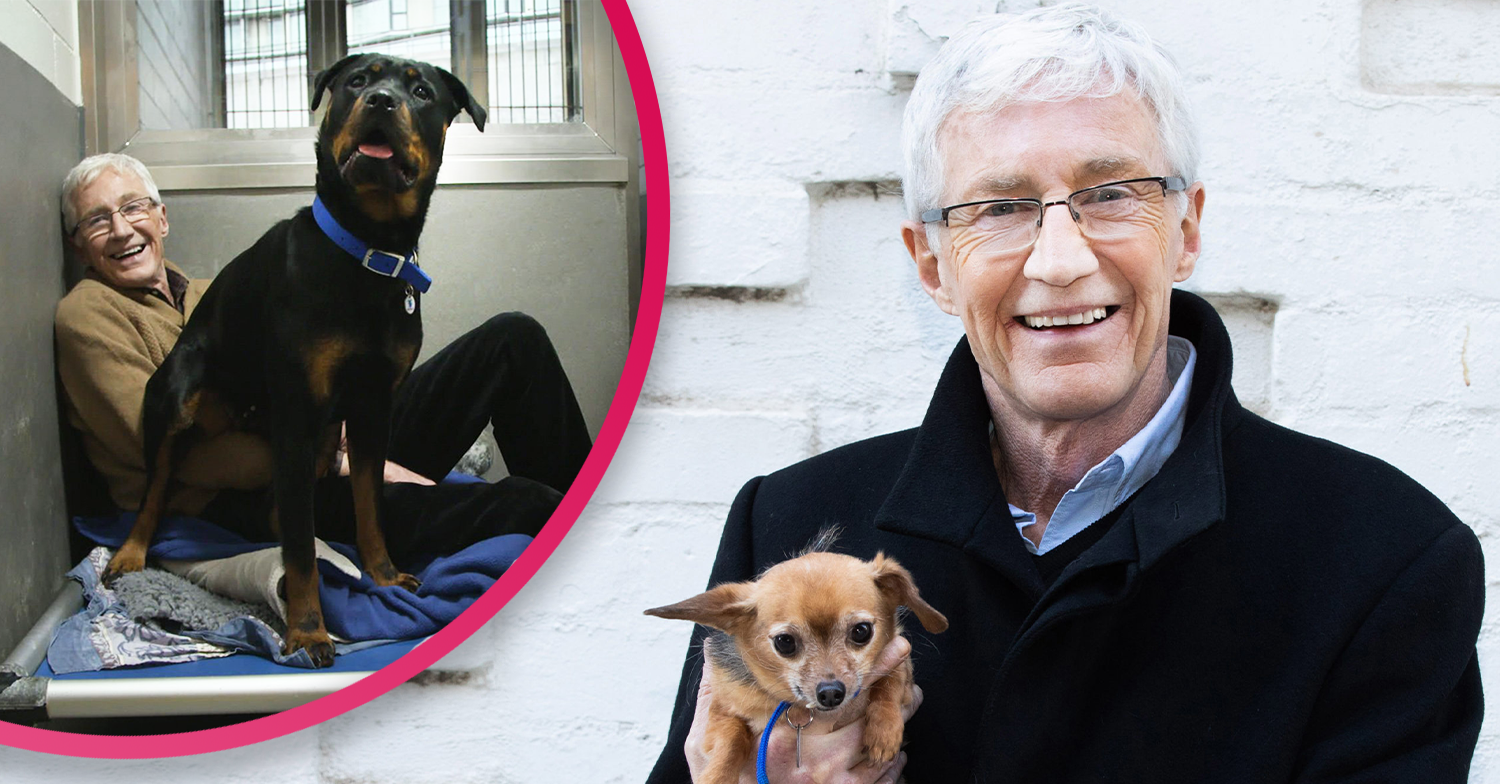 volunteer at Battersea