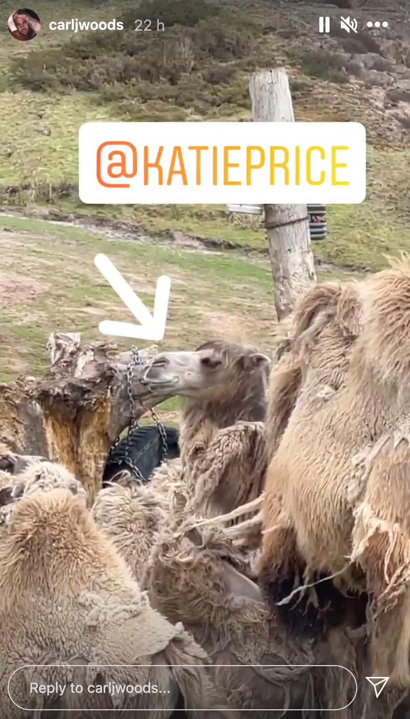Katie Price mocked by Carl Woods for looking like a camel