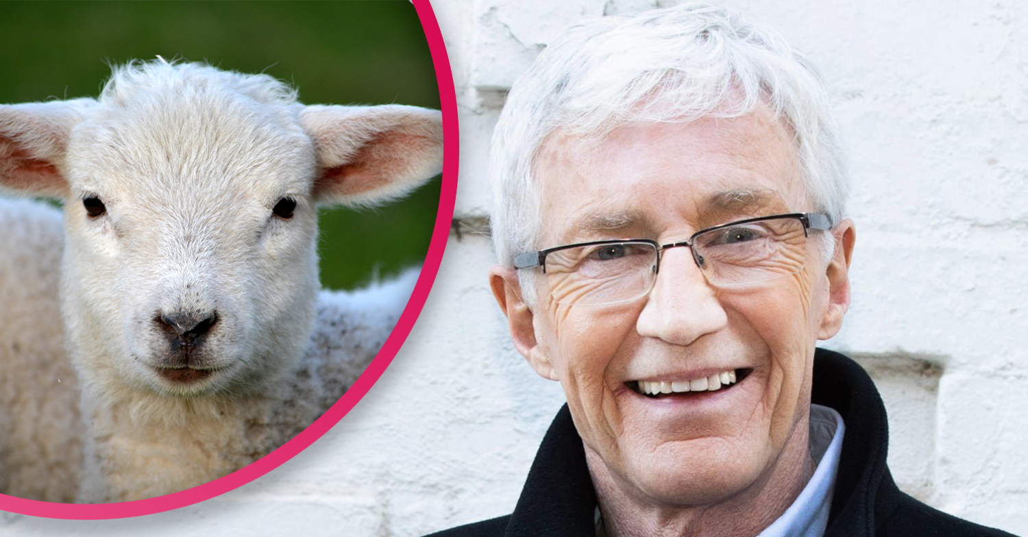 Paul o'grady loves his sheep