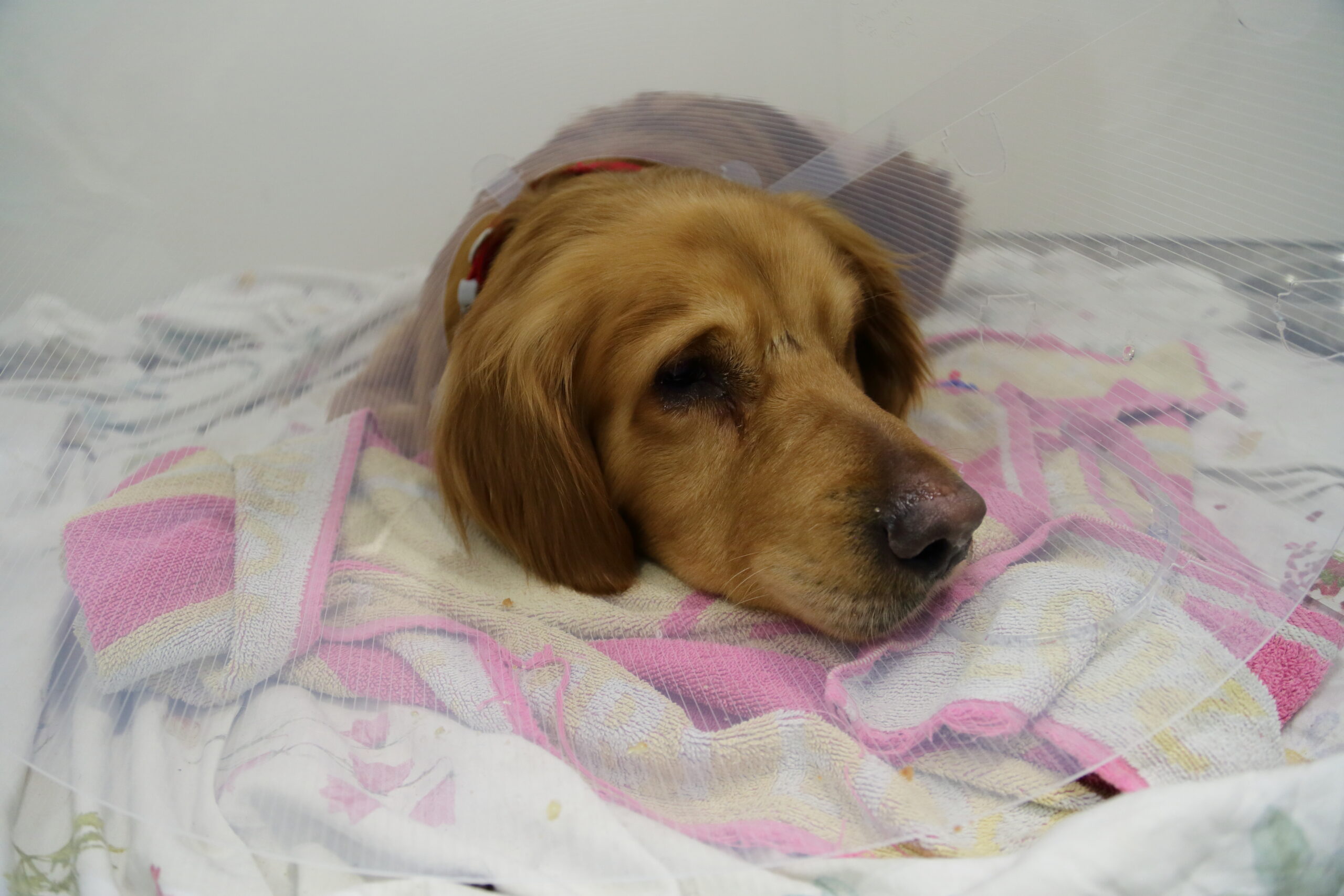 Where is Supervet based?