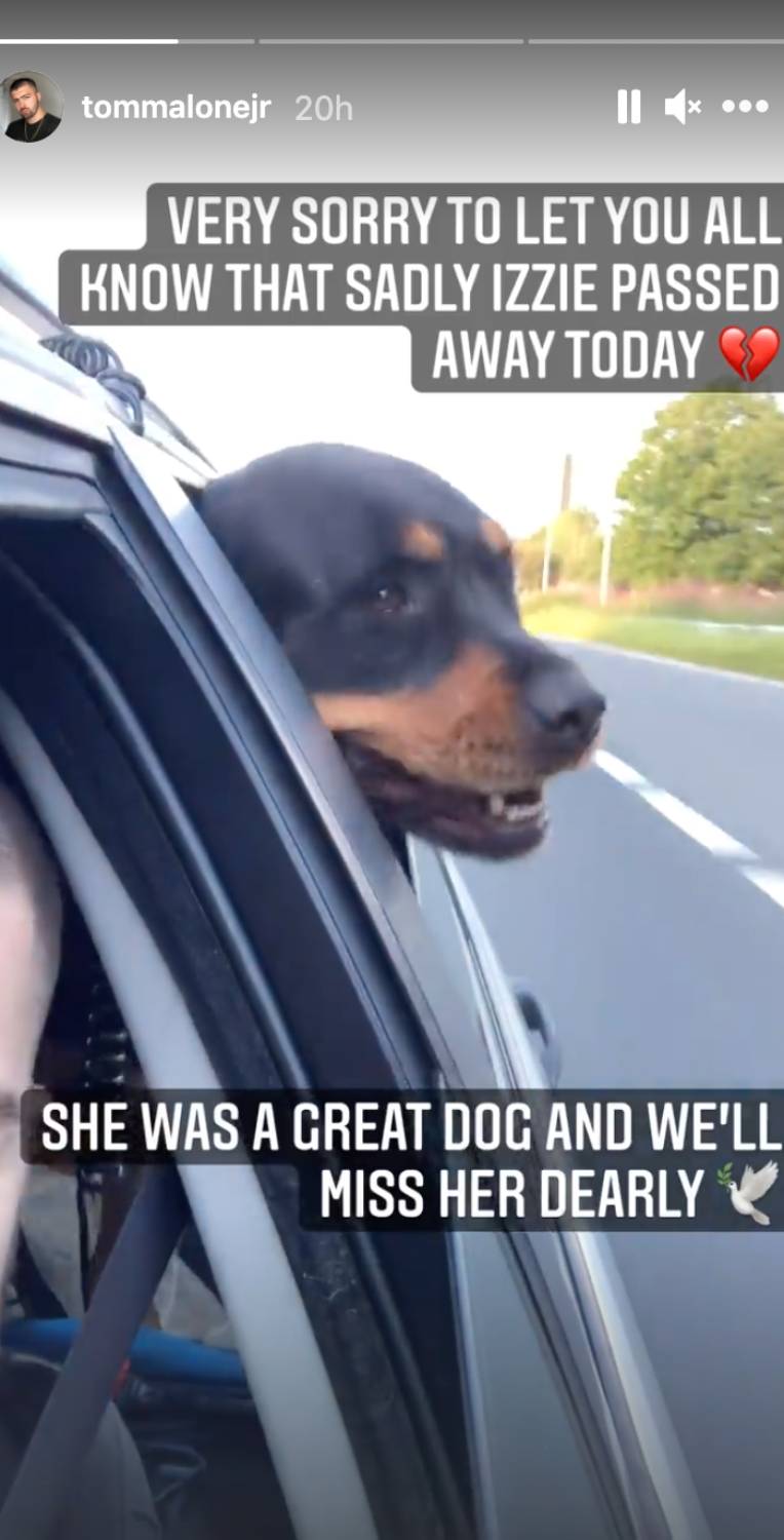 Izzie the dog with her head out of a car window