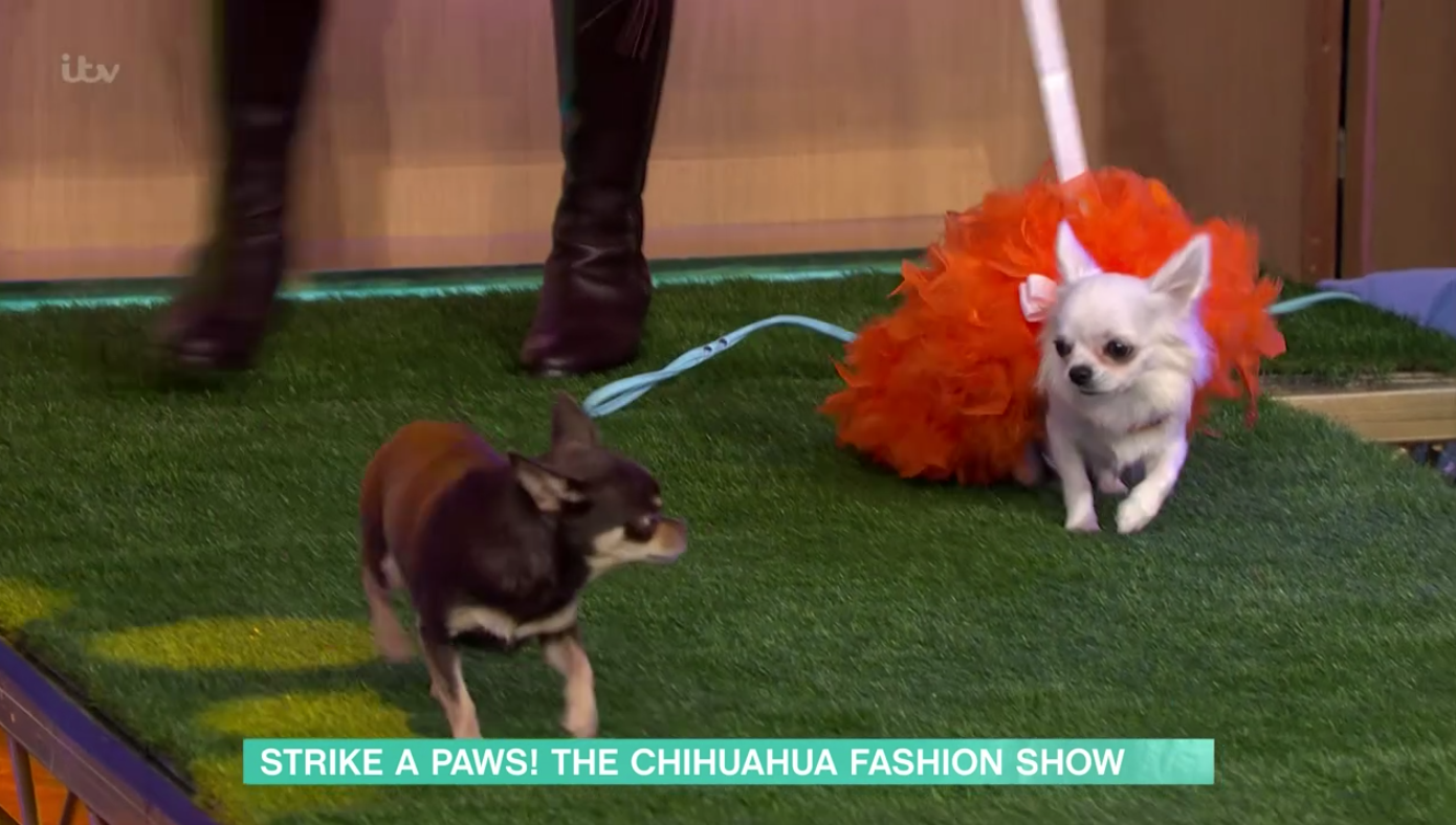 Two chihuahuas in fancy dress een on This Morning 