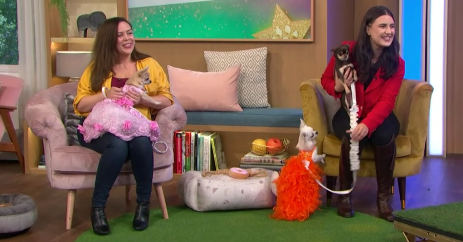 Chihuahua beauty pageant take splace on This Morning with dogs seen in tutus and other outfits