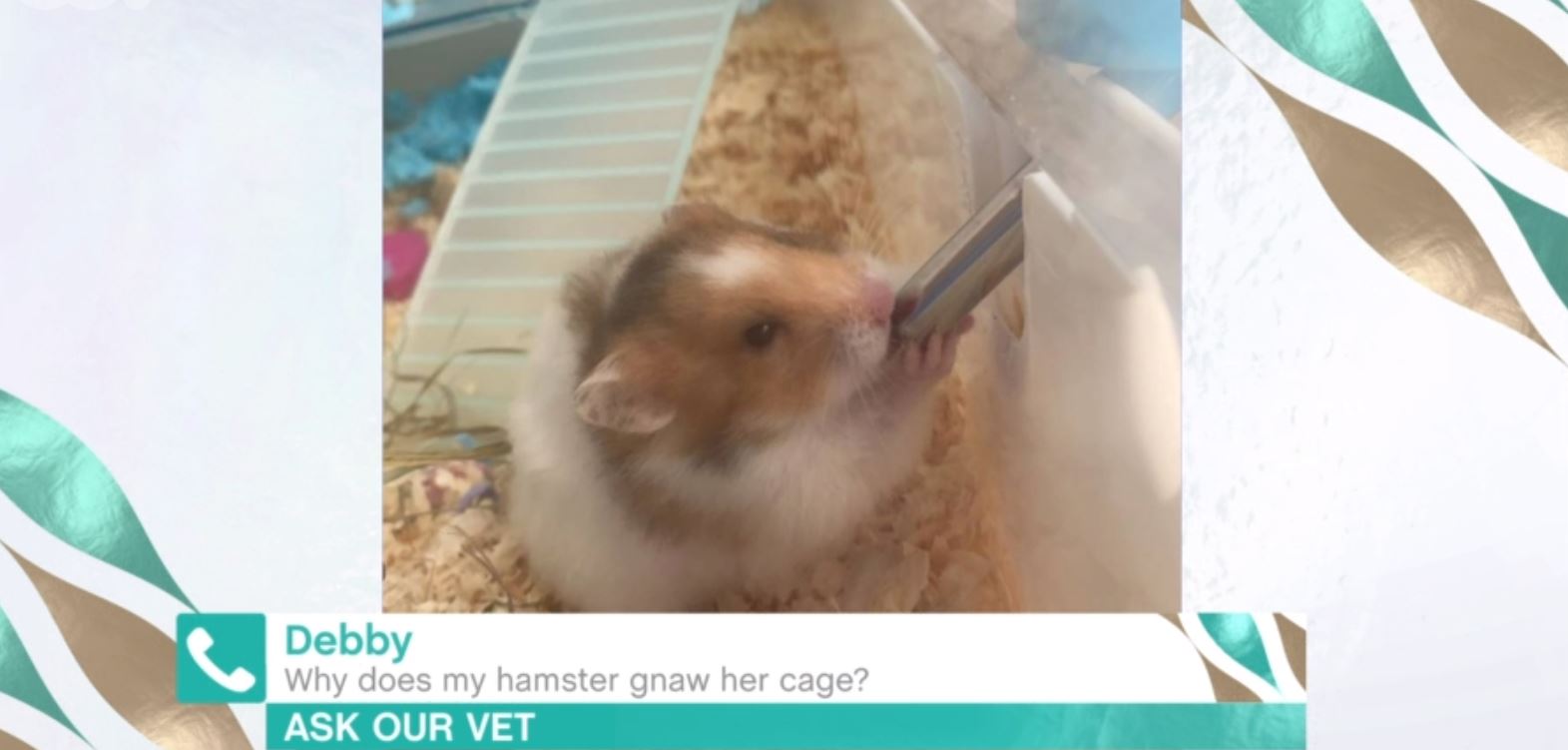 This Morning vet Dr Scott Miller laughing on the show