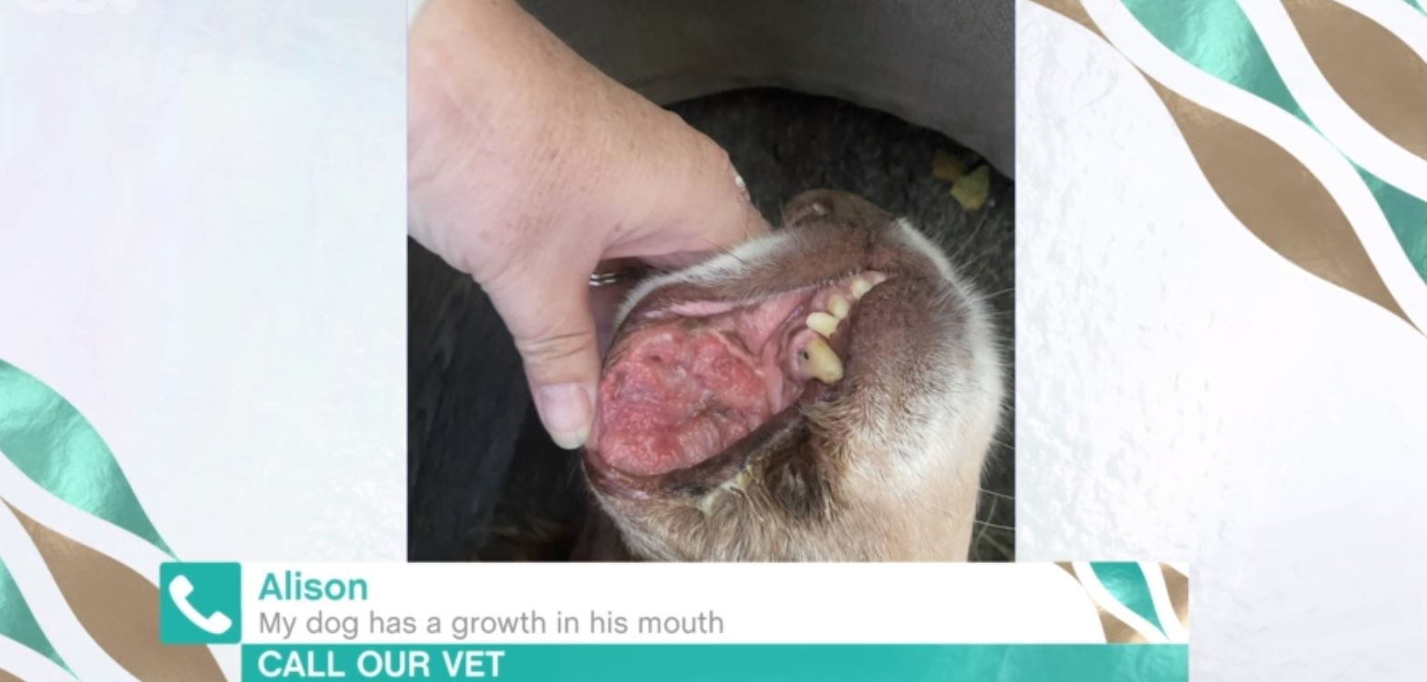 This Morning vet Dr Scott tells pet owner dog may have cancer