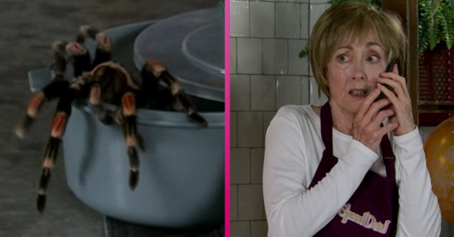 coronation street escaped tarantula comp