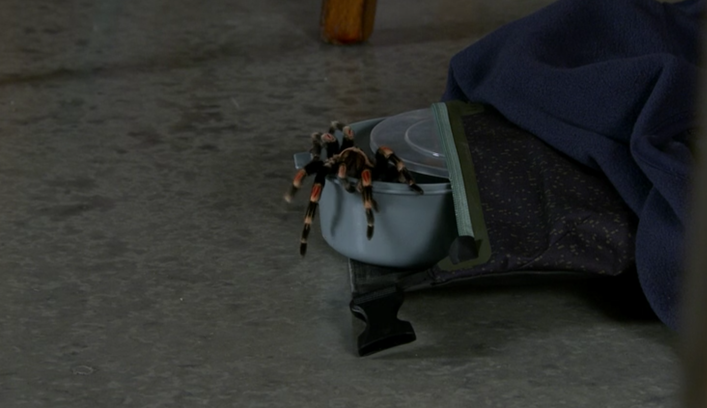 coronation street escaped tarantula