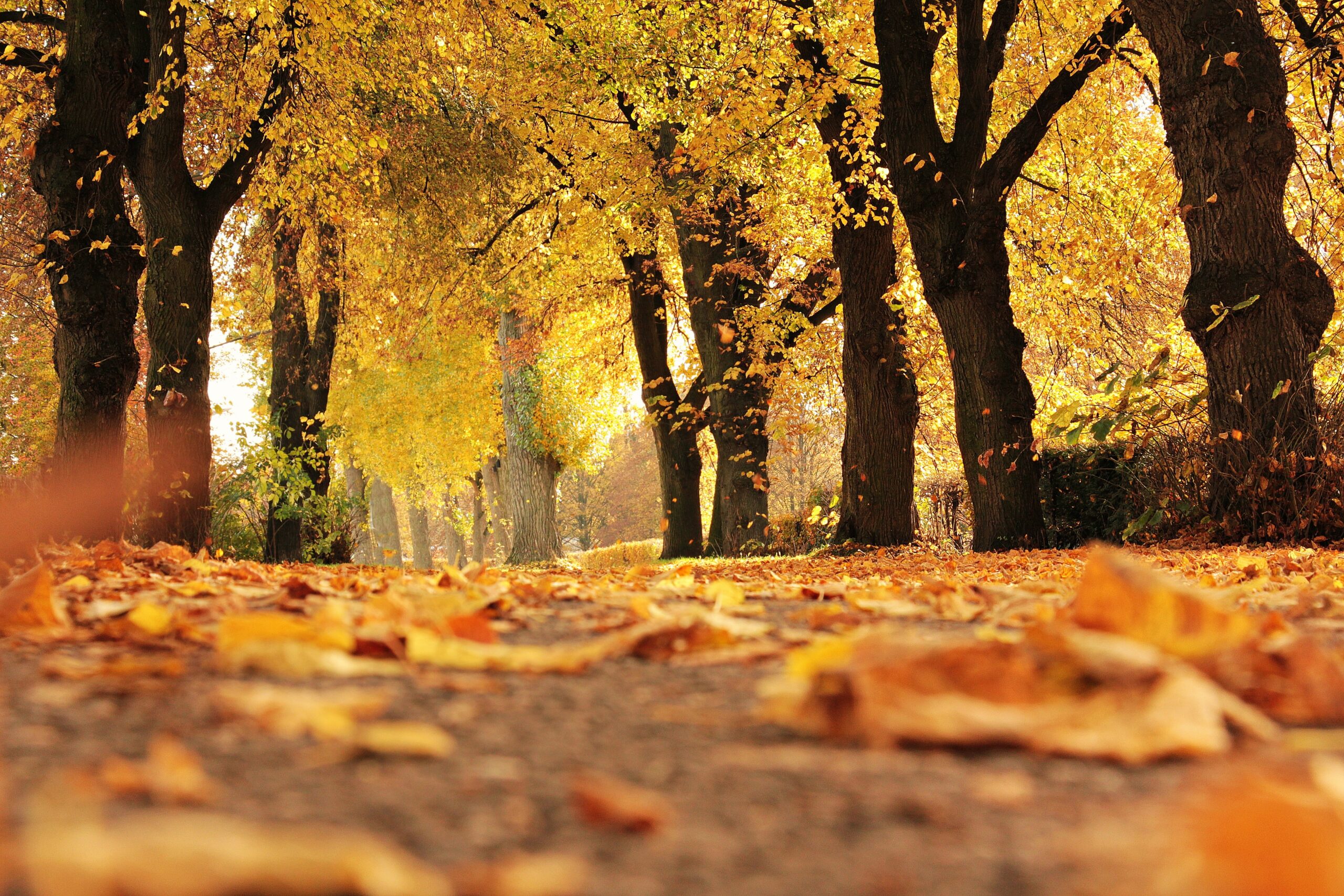 Autumnal scene with golden leaves on the ground 