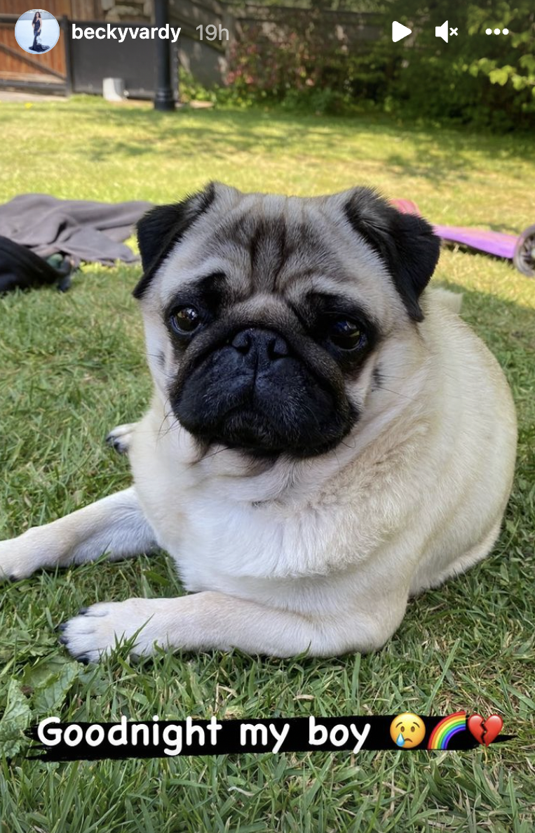 Becky Vardy pug