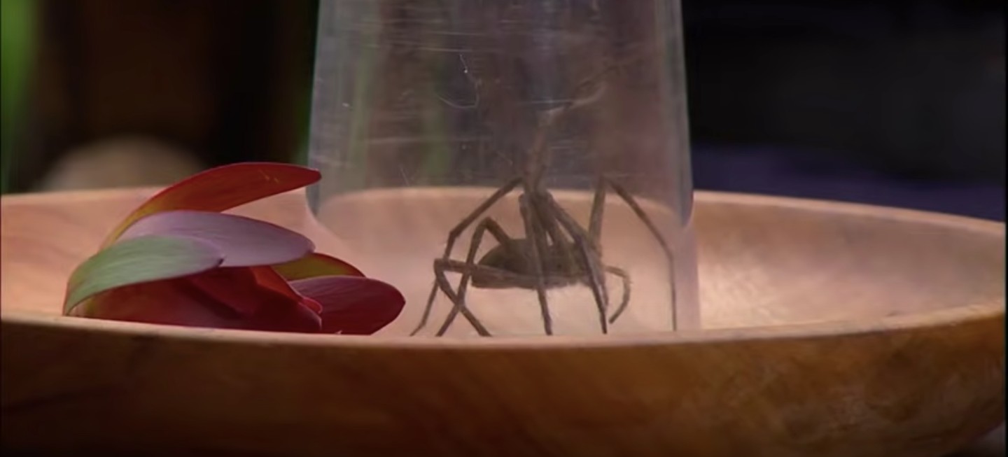 Ferne Mcann Bushtucker trial