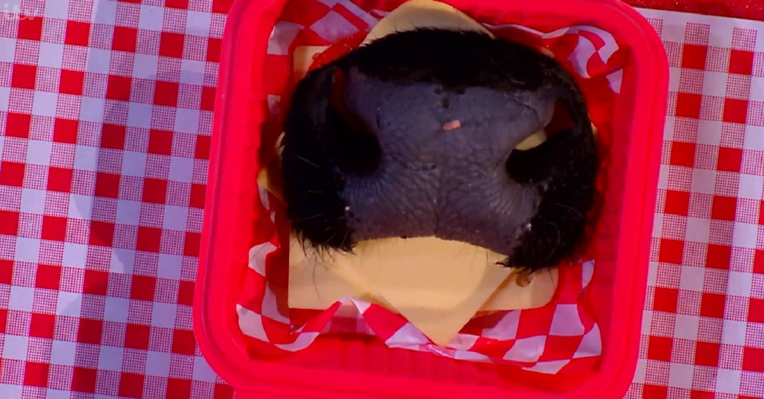 I'm A Celebrity eating trial tonight