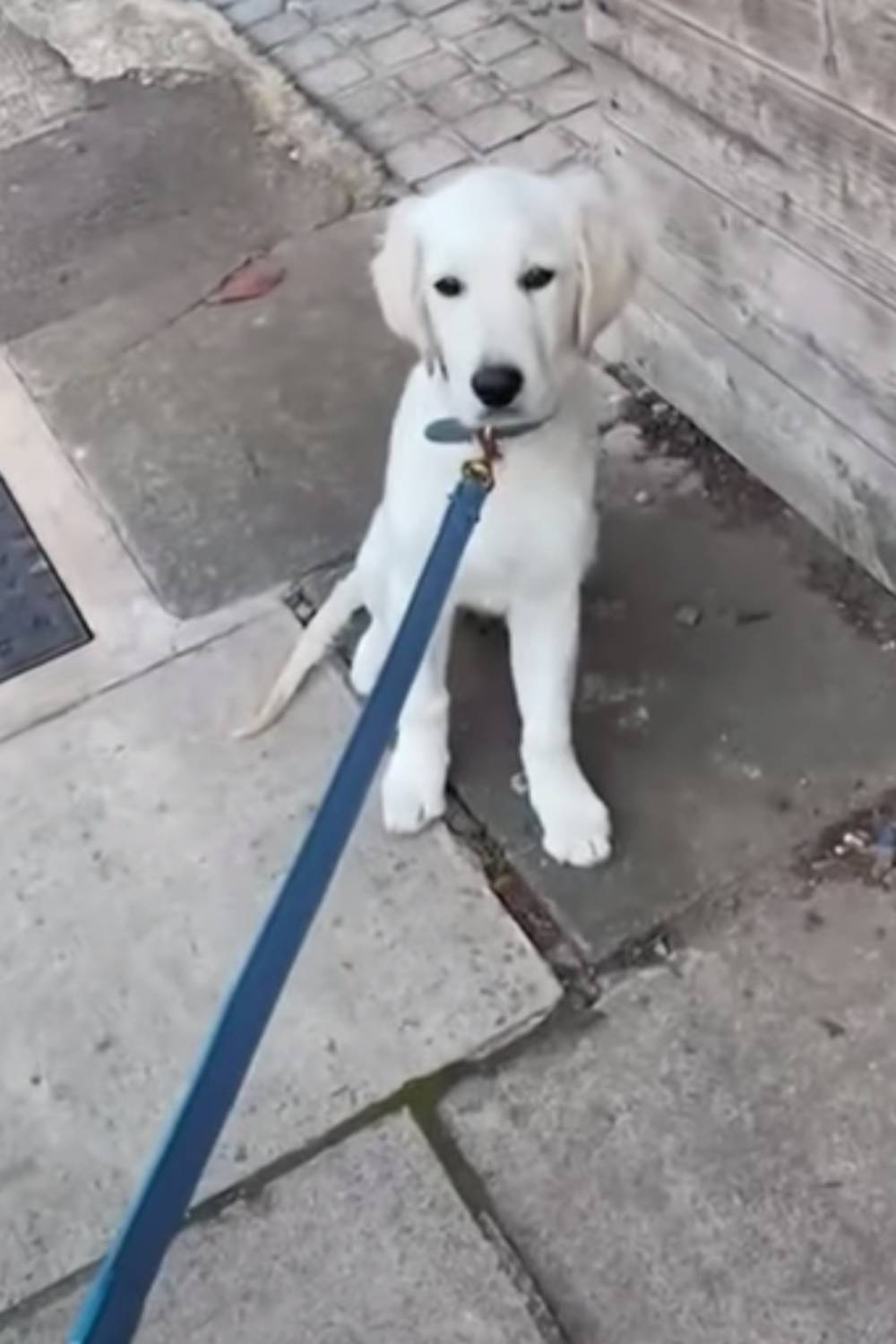 Holly Willoughby dog Bailey