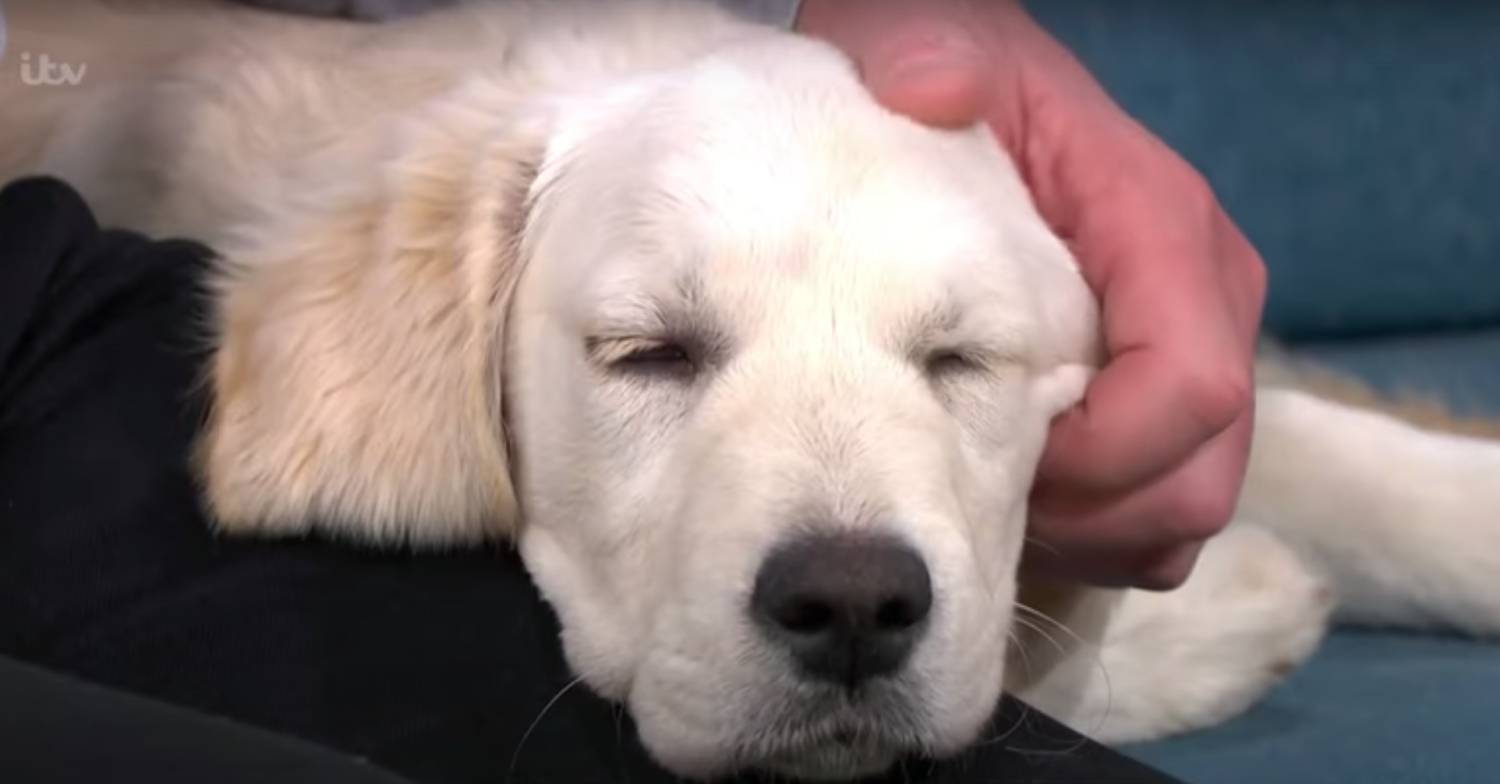 Holly Willoughby dog Bailey on This Morning