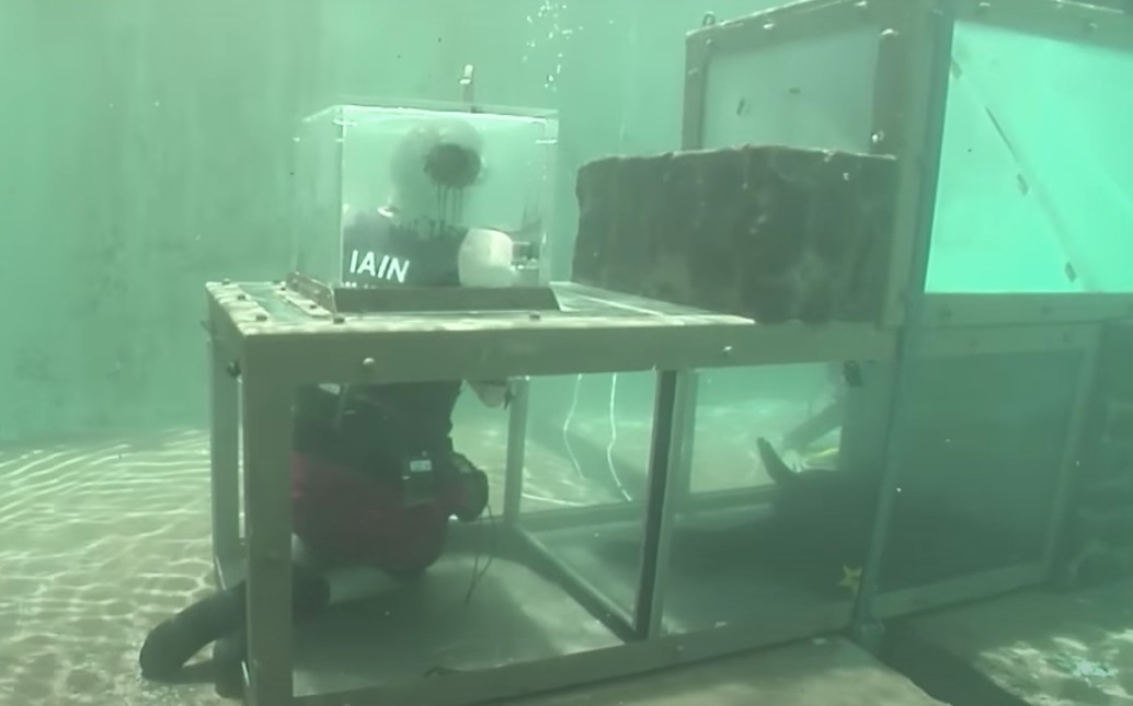 I'm A Celebrity trials