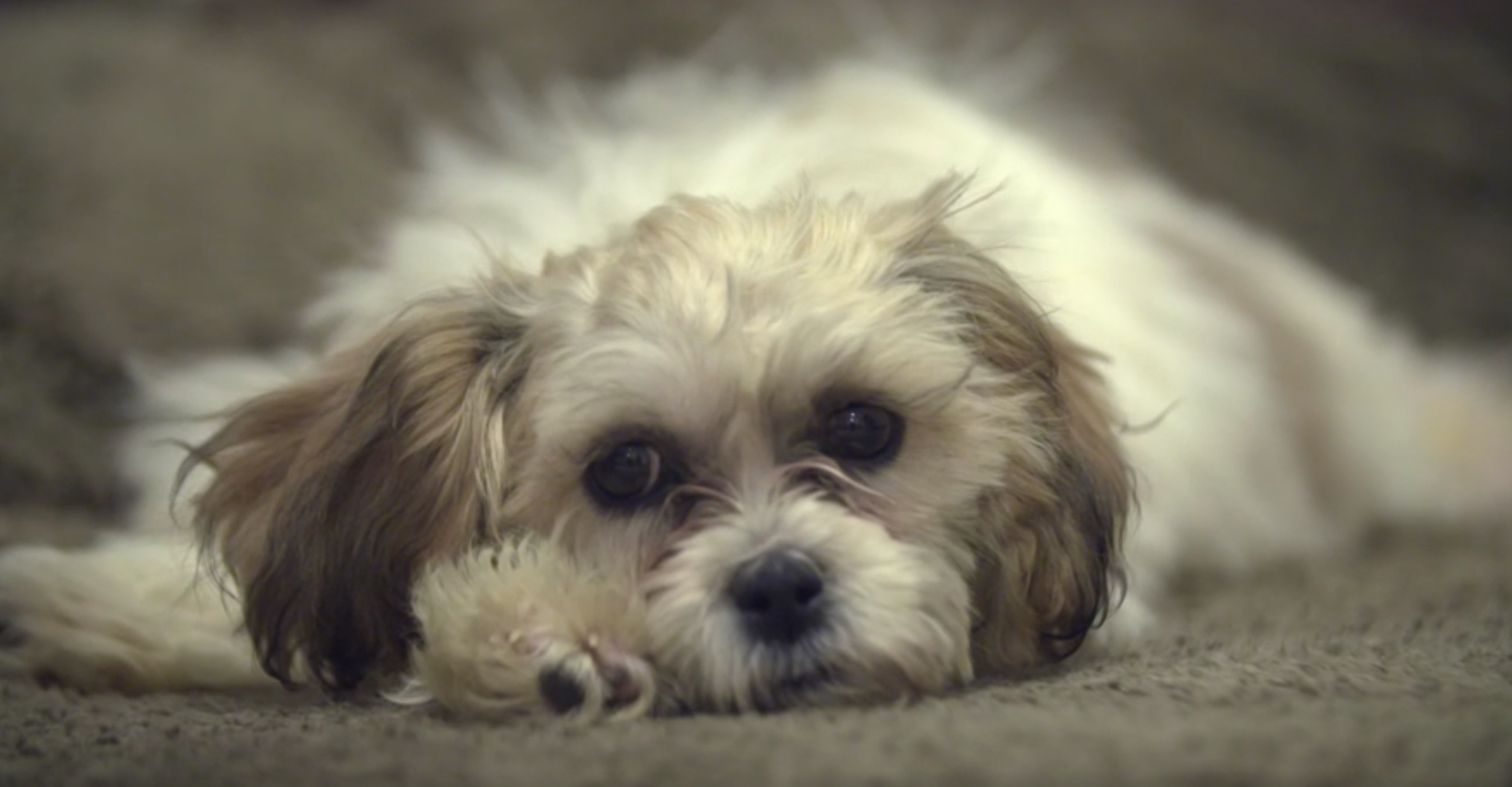 geri Halliwell brother