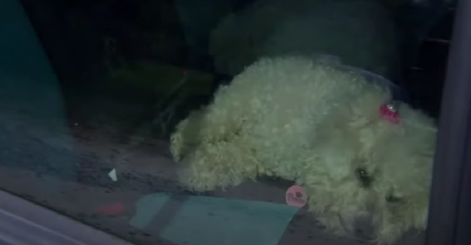 Emmerdale: Meena Jutla's next victim revealed as she takes in Princess the dog?