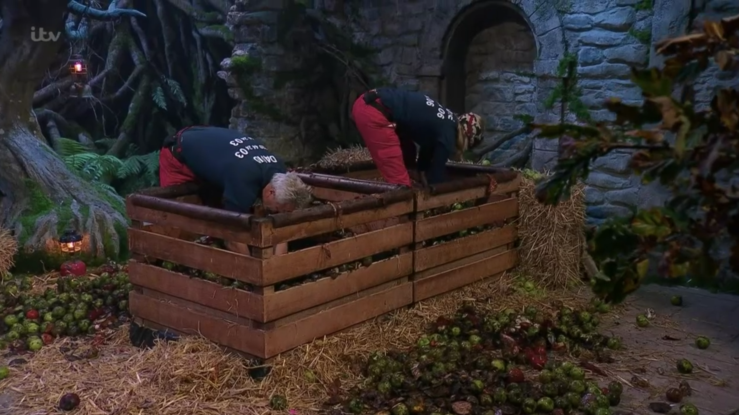 I'm a celebrity david