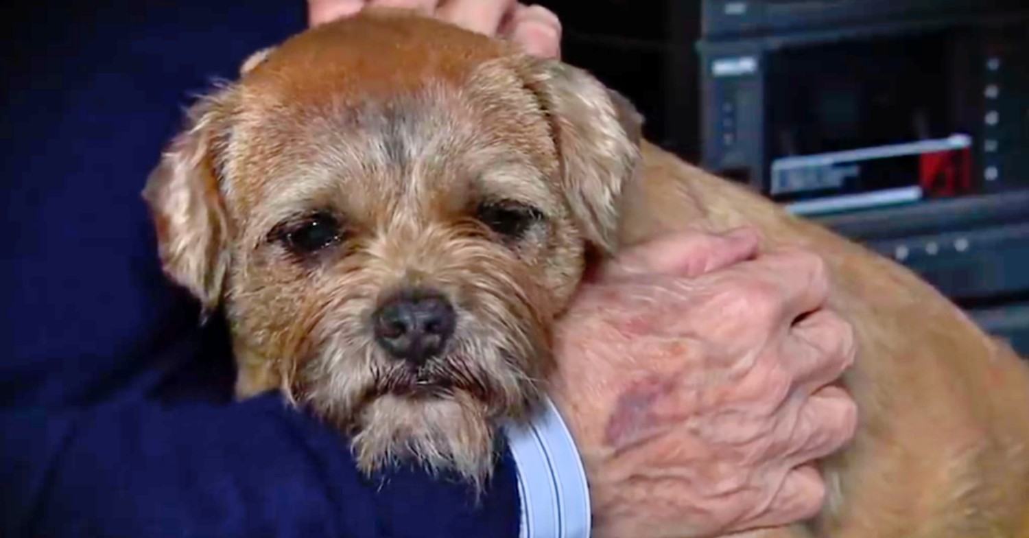 Coronation Street dog Eccles