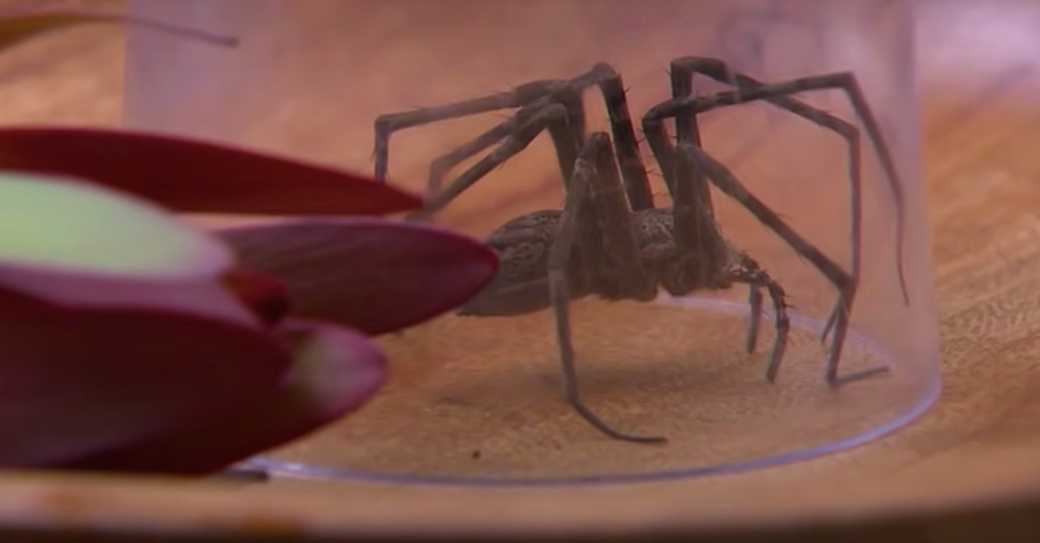 I'm A Celebrity trial with the most complaints