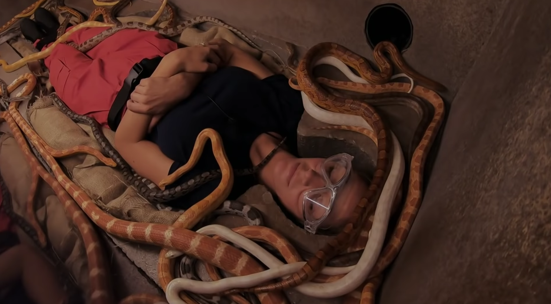 I'm A Celebrity has sparked Ofcom complaints over the use of live animals in trials