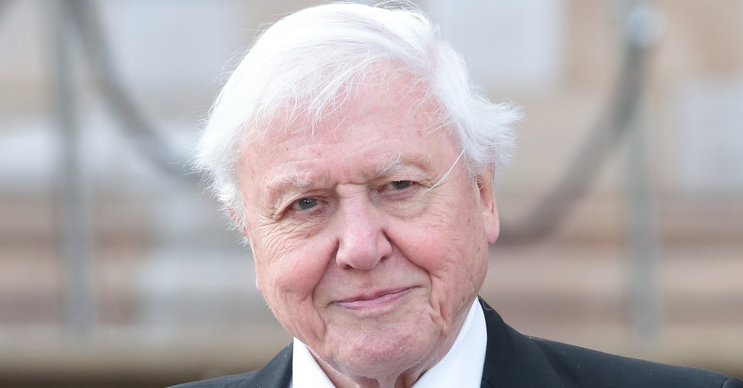 David Attenborough with a slight smile
