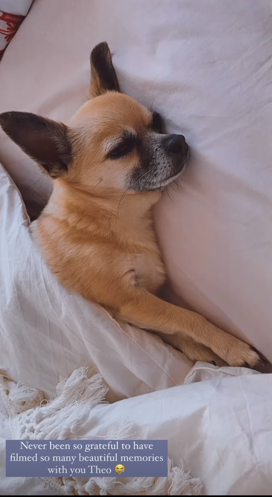 stacey solomon dog, Theo