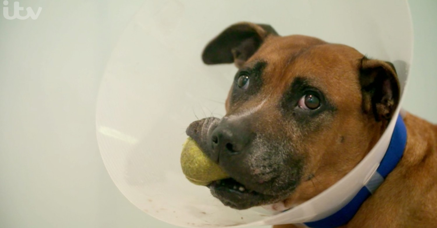 Paul O'Grady on For The Love Of Dogs