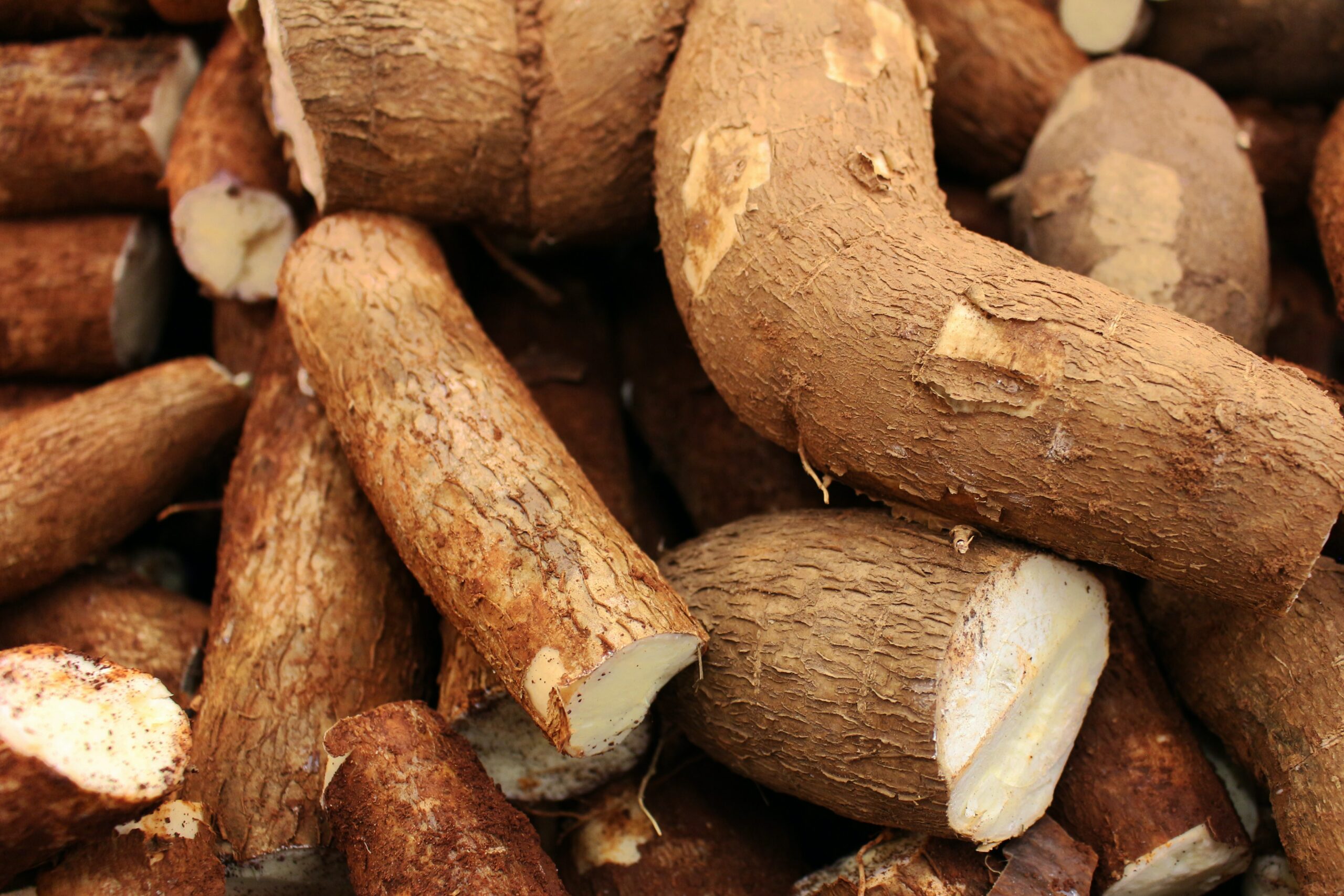 Cassava is a root vegetables popular in South America and 