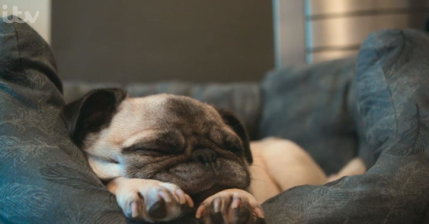 Dog on Paul O'Grady For the Love of Dogs