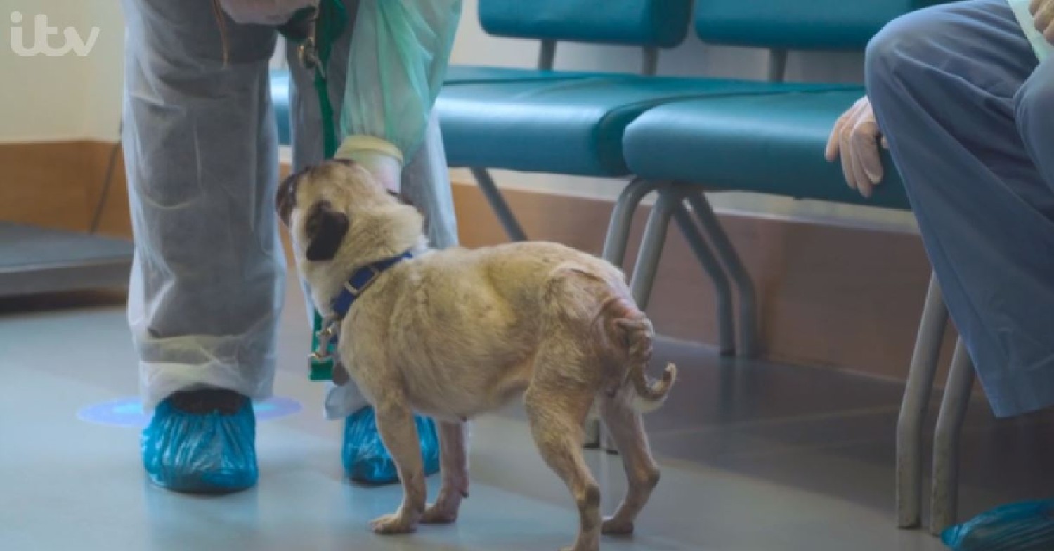 Dog on Paul O'Grady For the Love of Dogs