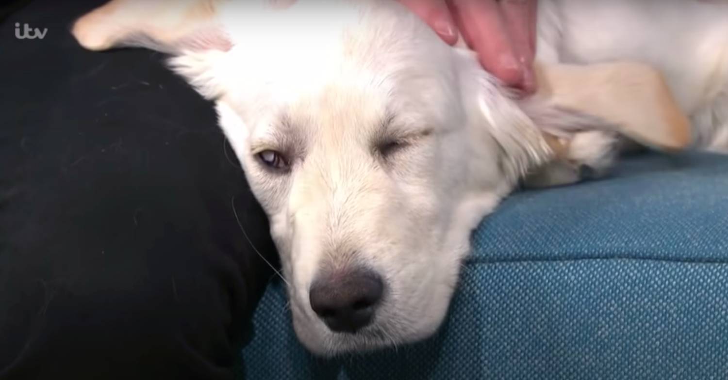 Bailey has previously appeared on This Morning with her owner