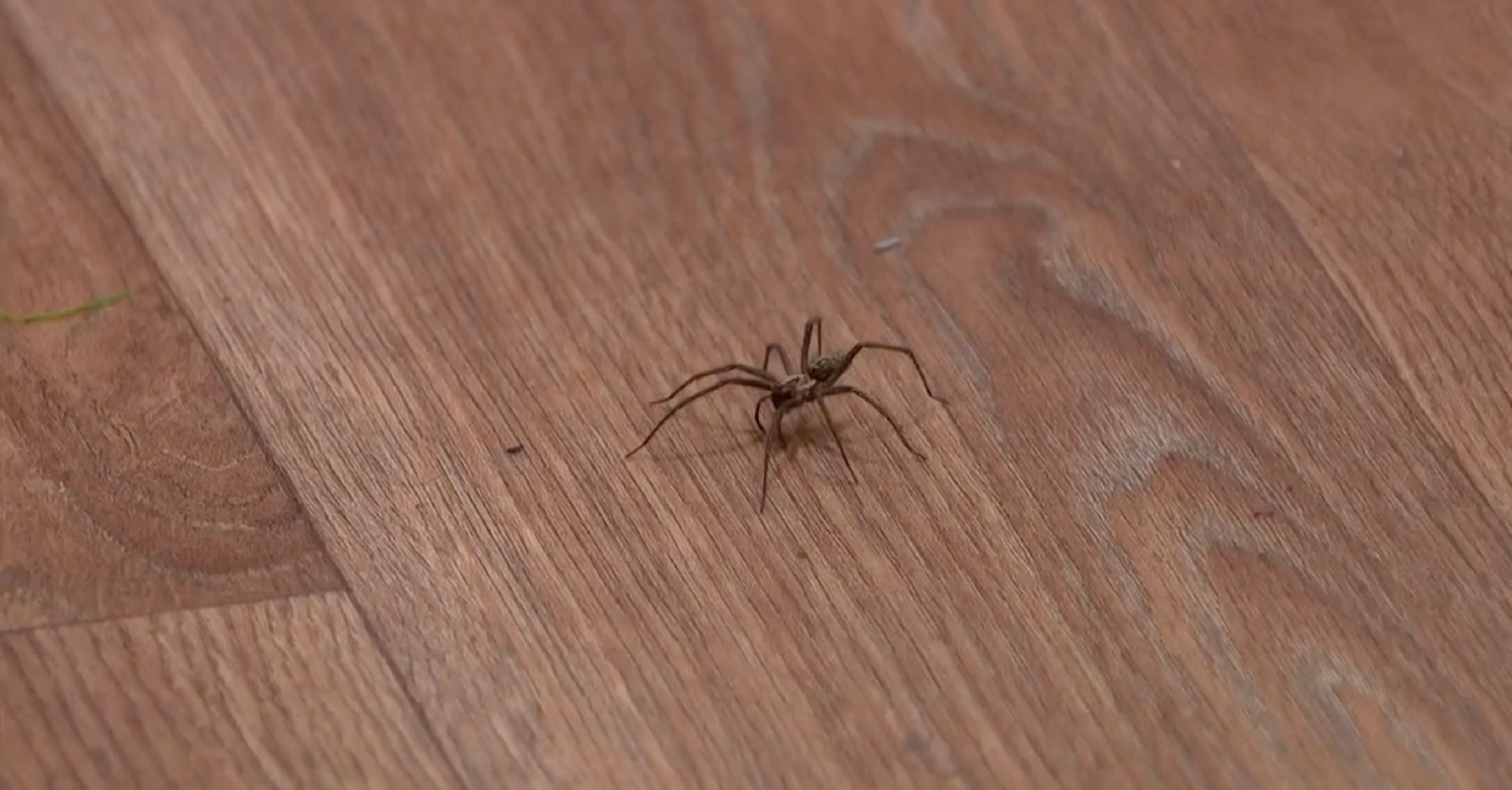 A spider on This Morning today