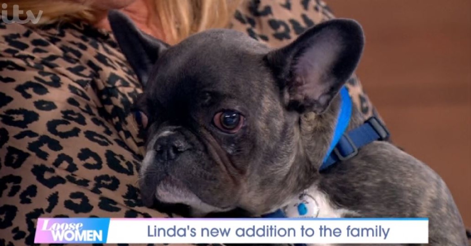 Linda Robson's dog on Loose Women April 29, 2022