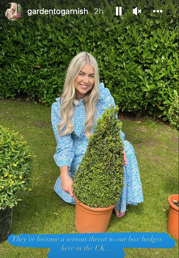 This Morning gardener Daisy Payne with a box hedge