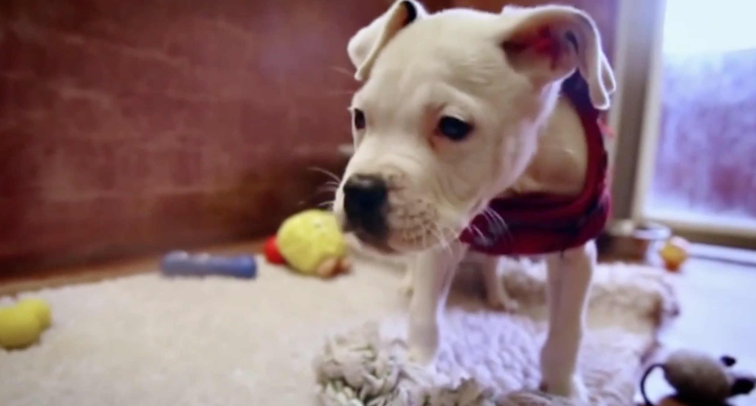 A white dog at a shelter