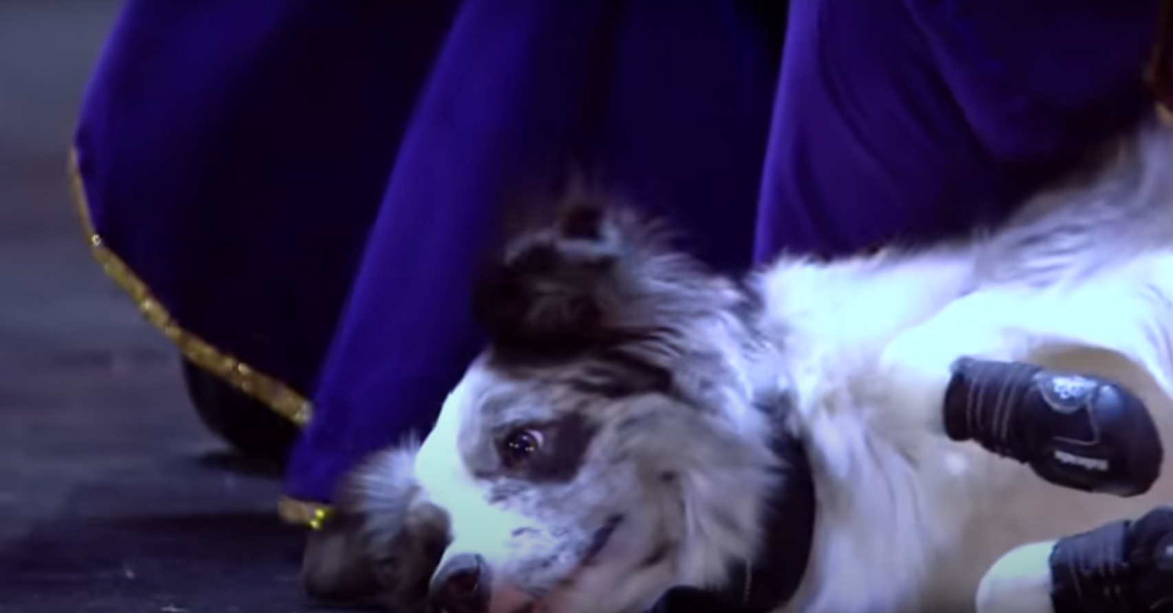 Britain's Got Talent dog lies in the stage during performance