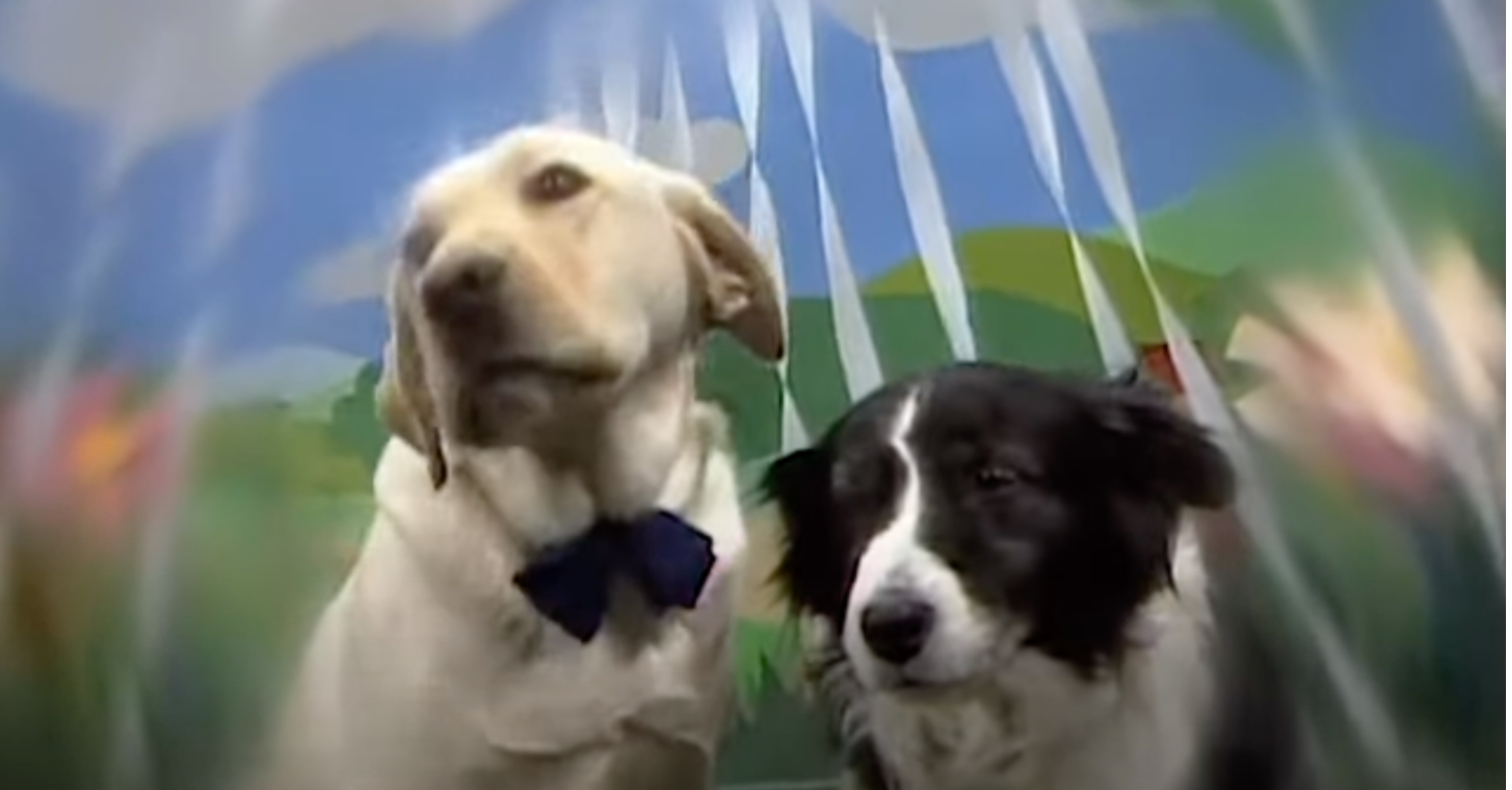 Neighbours Rosie and Bouncer wedding in dream sequence