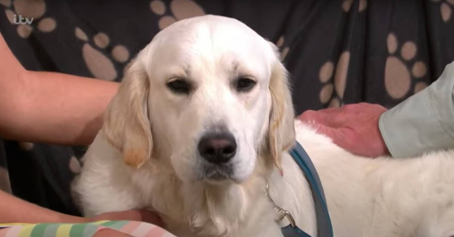 Bailey gets patted by Holly Willoughby and Phillip Schofield on This Morning