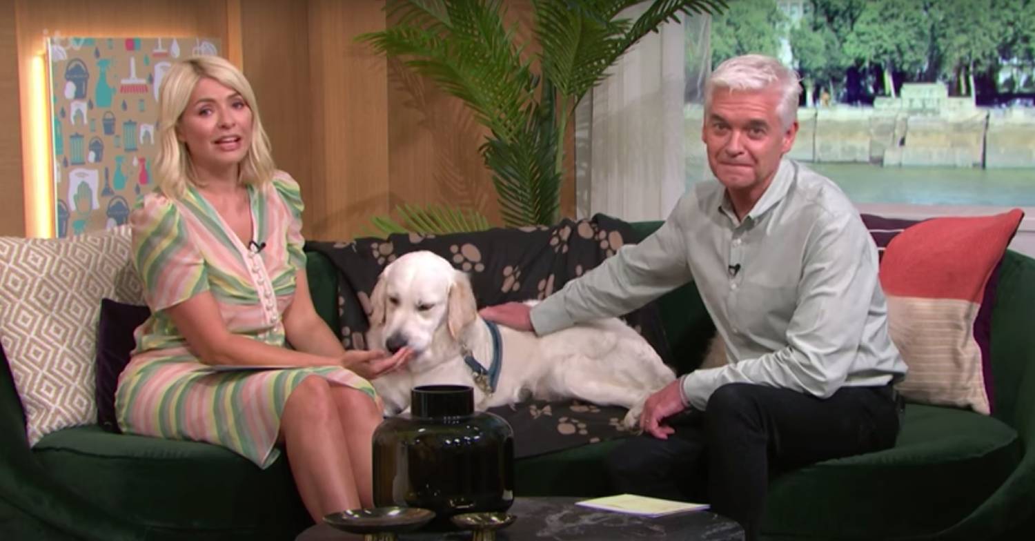 Holly Willoughby pets Bailey while Phillip Schofield strokes him on This Morning