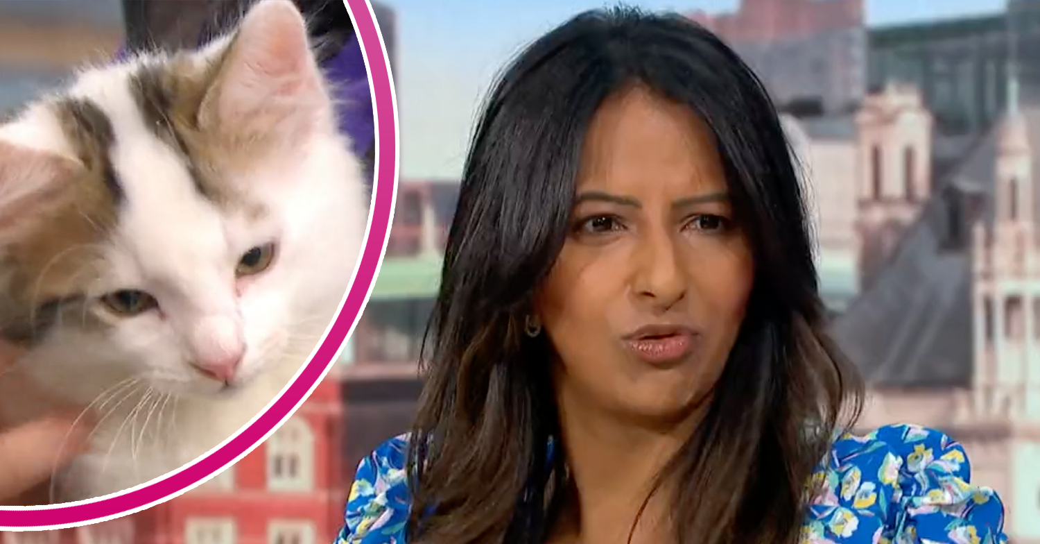 Ranvir Singh and a kitten on GMB today
