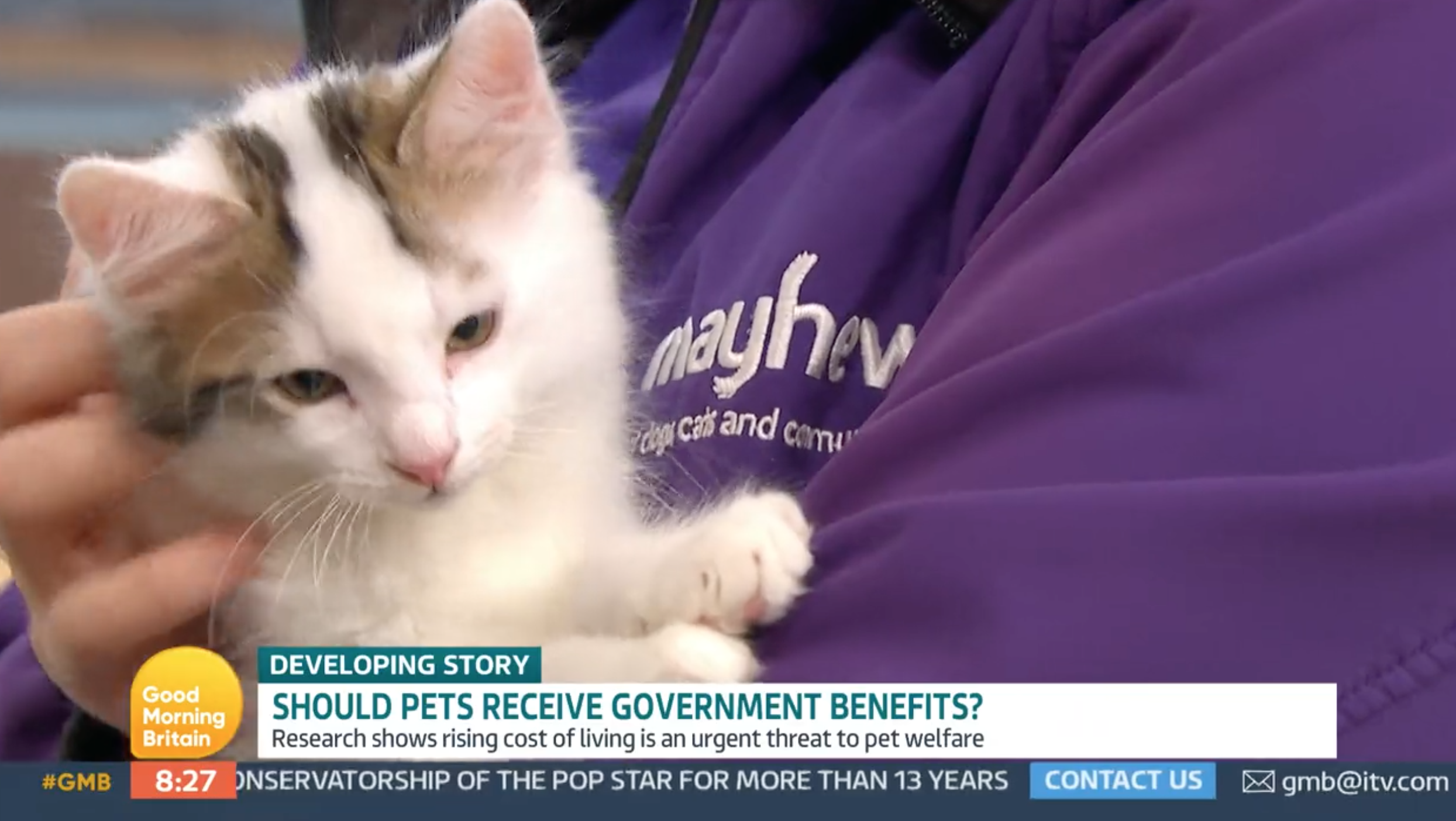 Man holding a white kitten on GMB today