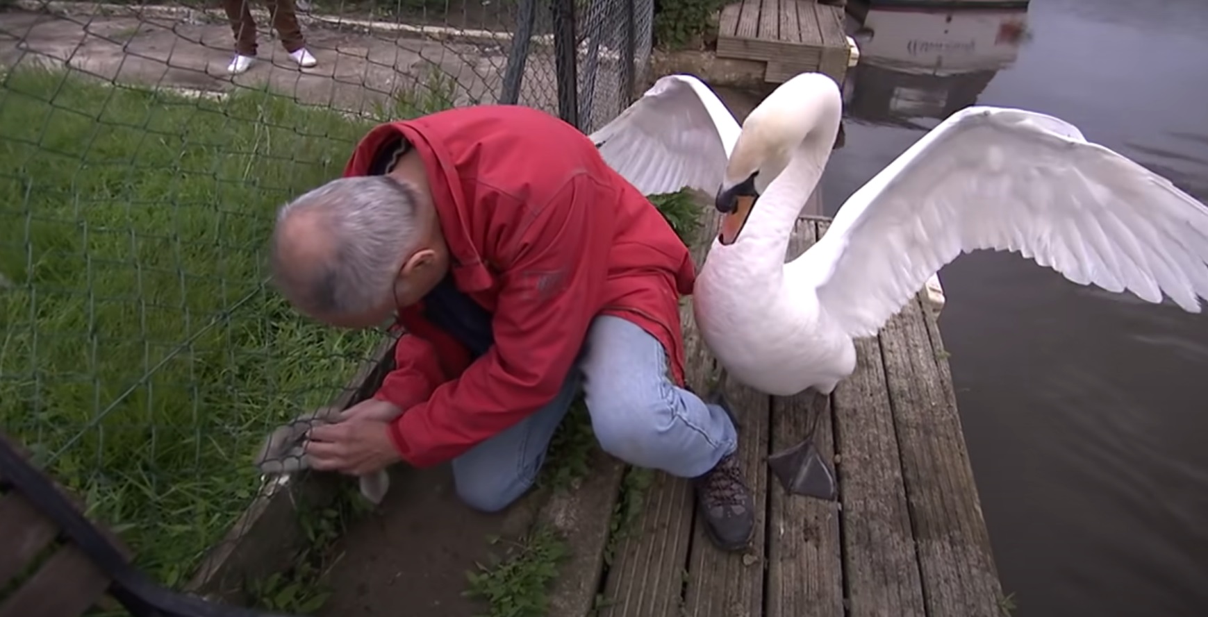 Wildlife SOS star Simon Cowell crouching alongside swan 