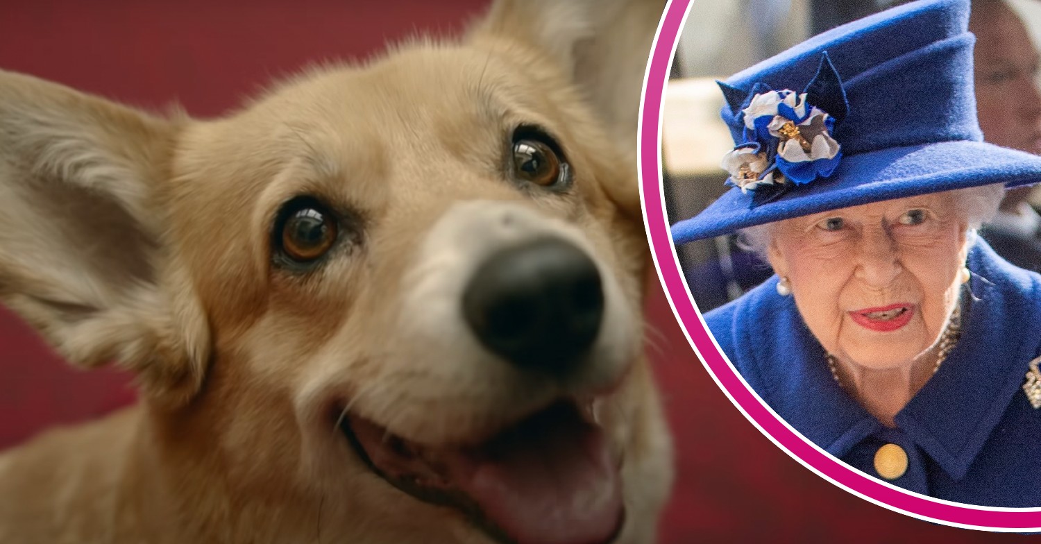 Queen Elizabeth II’s corgis - what will happen to them?