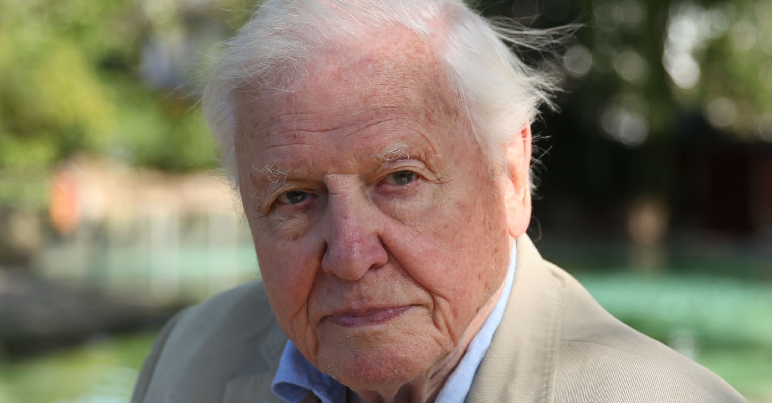 David Attenborough looking straight to camera