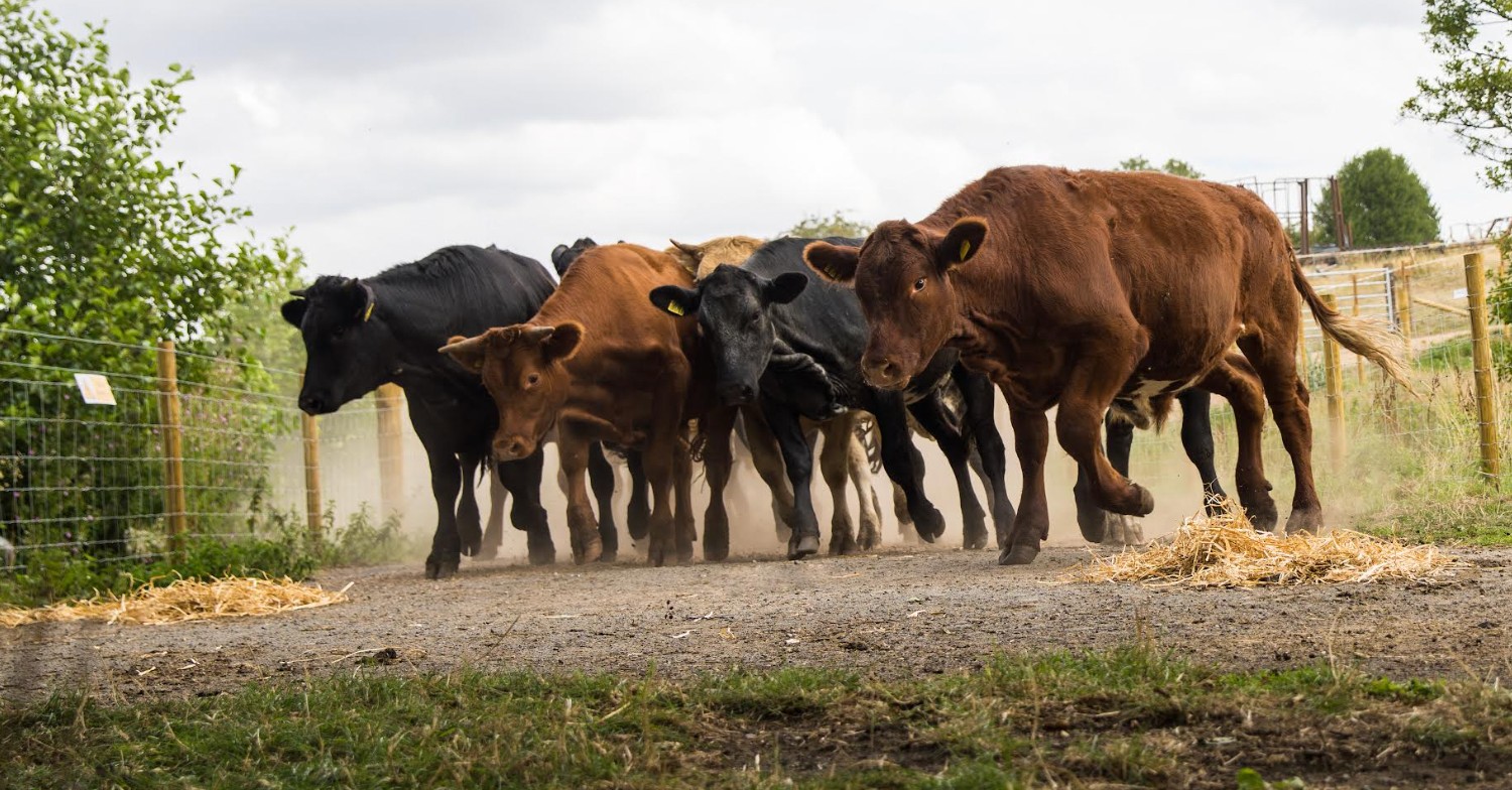 A herd of escaped cows stampeding in Emmerdale