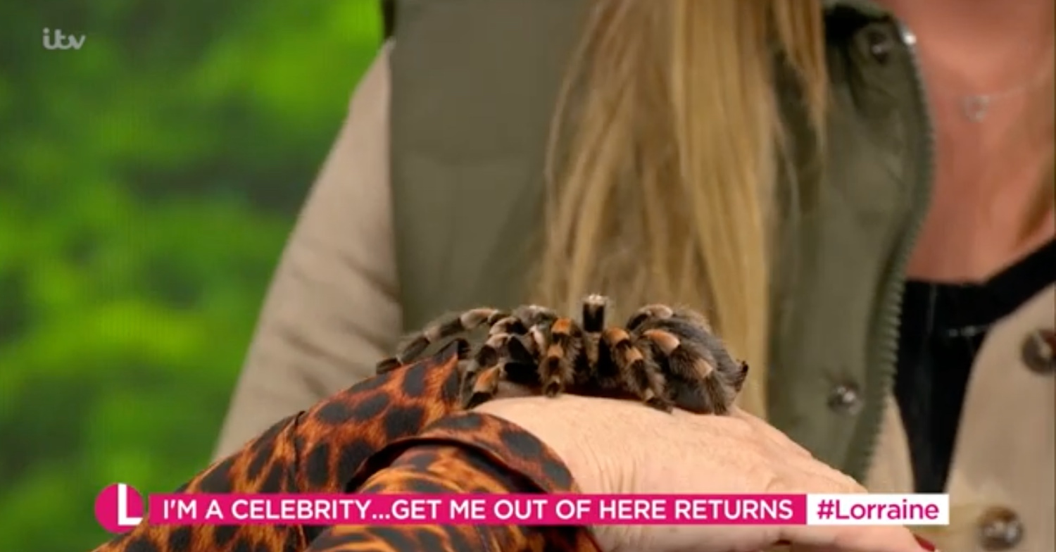 Tarantula on Lorraine Kelly show today
