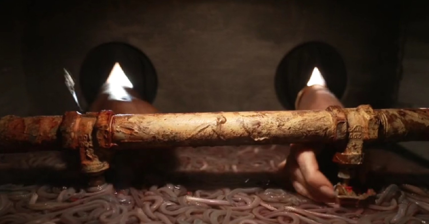 I'm A Celebrity stars among worms