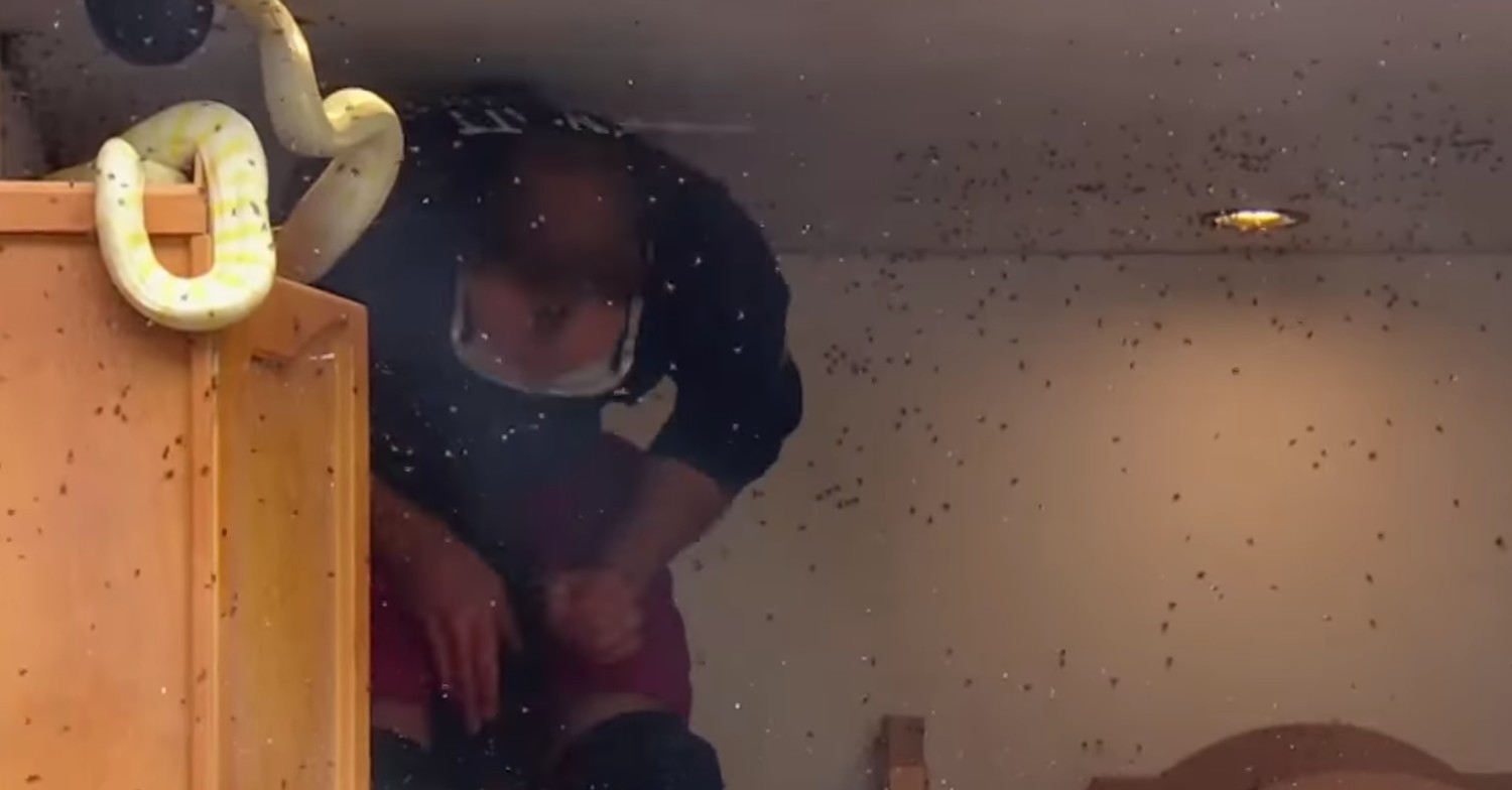 Matt Hancock and snake on I'm A Celebrity