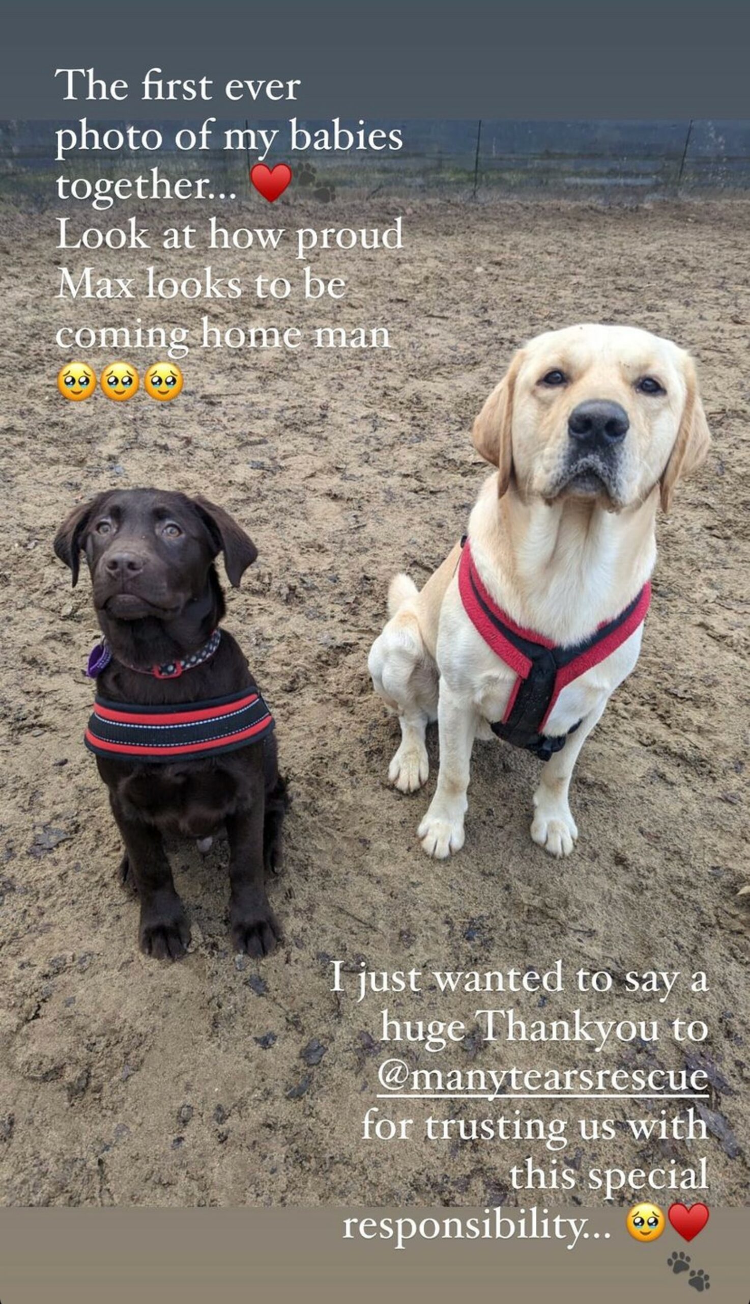 Vicky Pattison's dogs Max and Milo on Instagram Stories