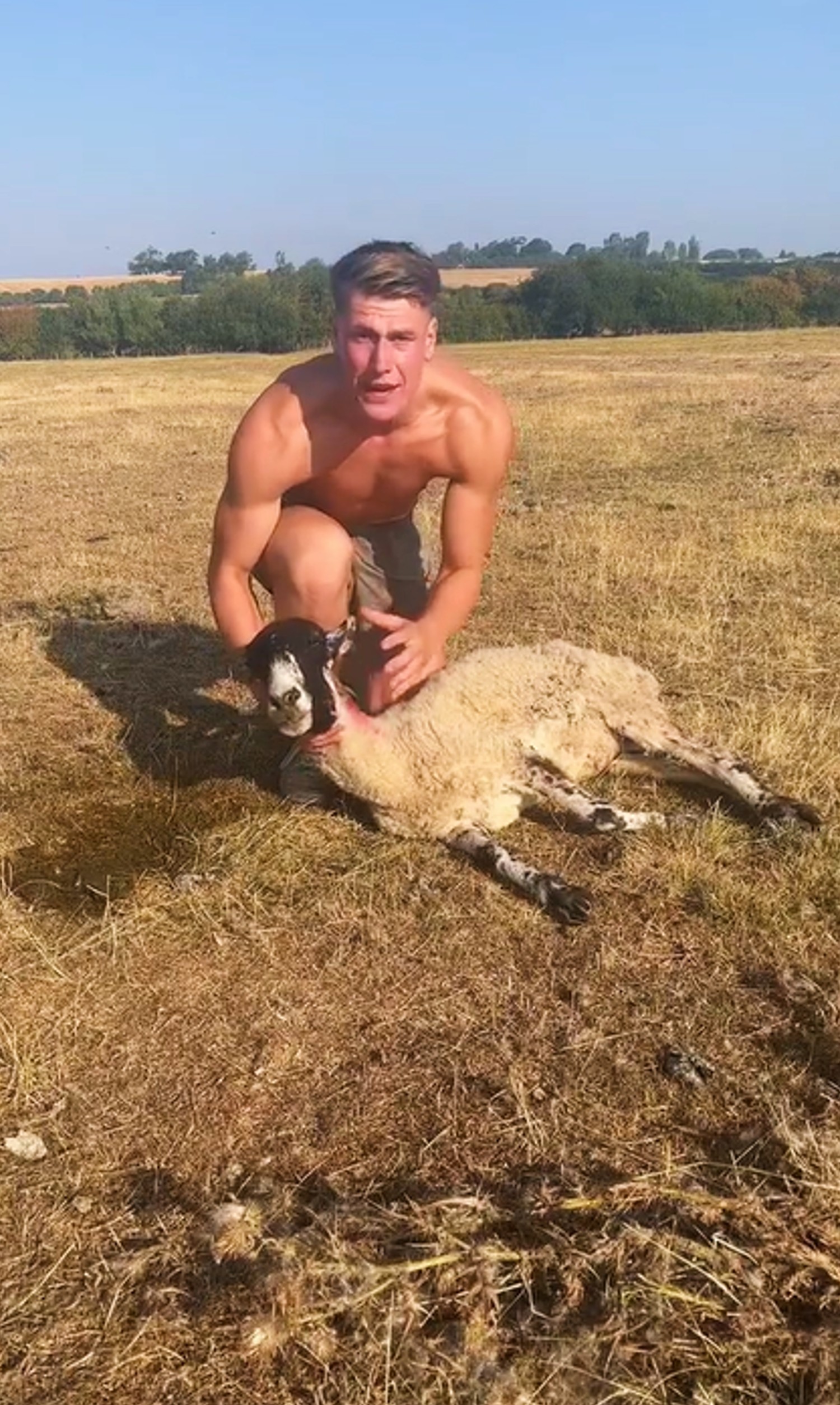 Will Young helping a sheep in an TikTok video